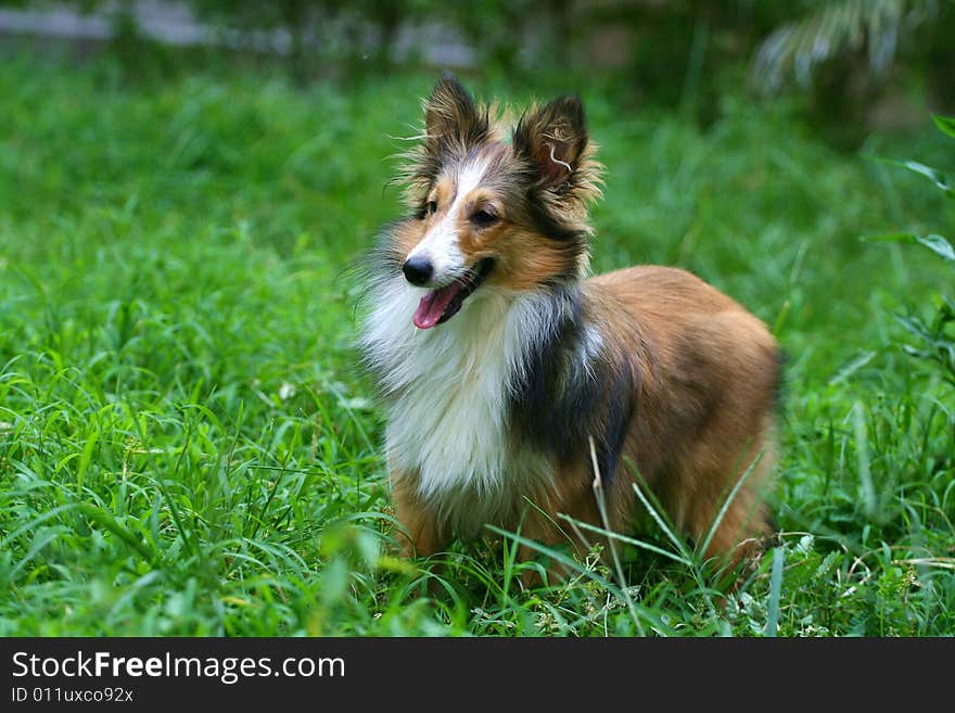 My Shetland Sheepdog. sitting on the grassplot.