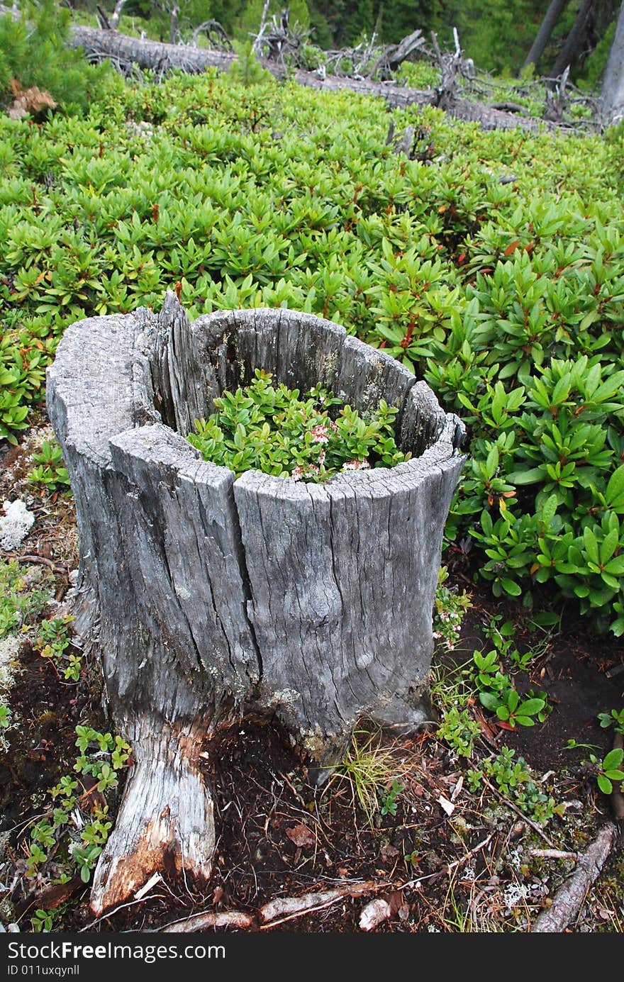 Bilberry in the stump