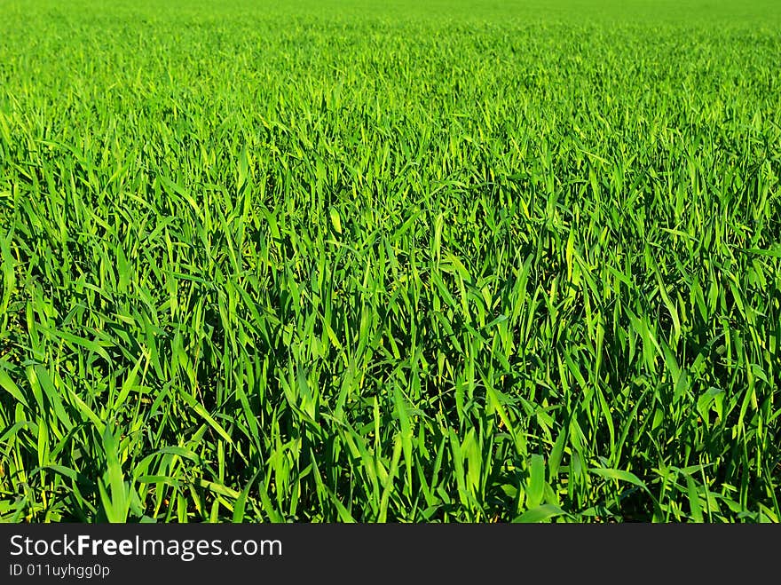 Green grass texture from a  field. Green grass texture from a  field