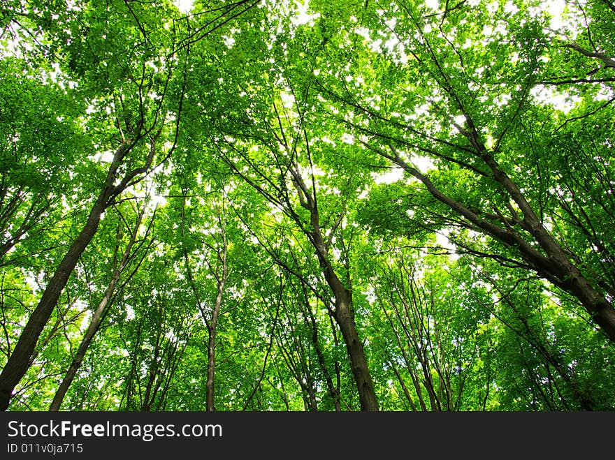 Green leaves background in sunny day