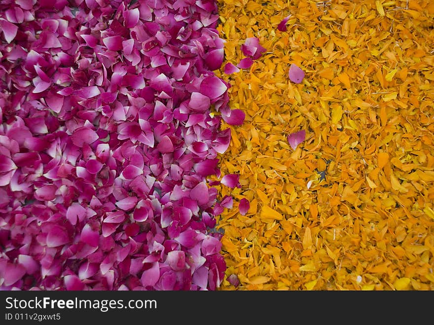 Pink and yellow flower petals. Pink and yellow flower petals.