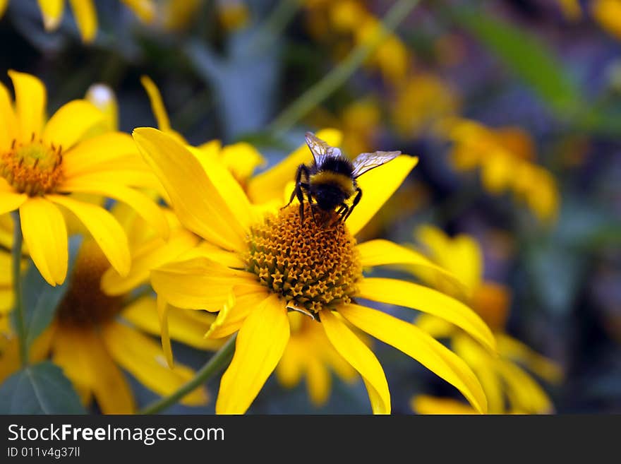 Bumblebee on yellow flower