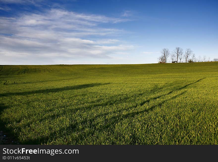 A green field in the italian countryside