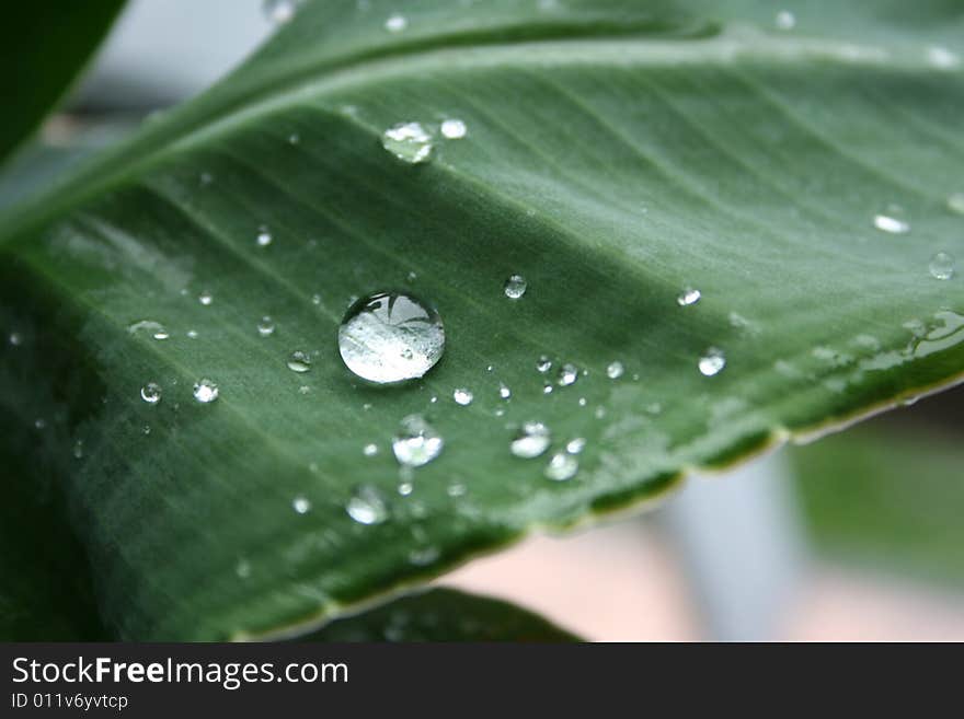 Water drop on green leaf in the morning. Water drop on green leaf in the morning.