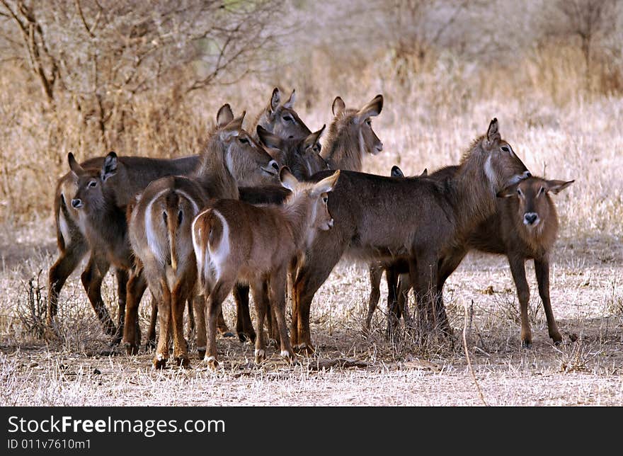 Deer Gathering