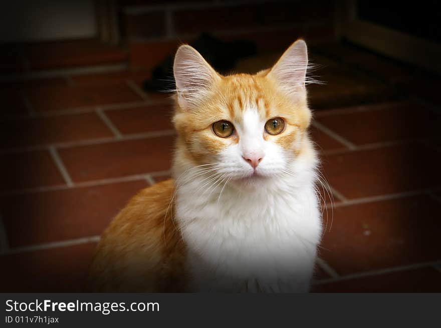 This is the cute pet cat of my cousin who's now residing in Sydney, Australia. This is the cute pet cat of my cousin who's now residing in Sydney, Australia