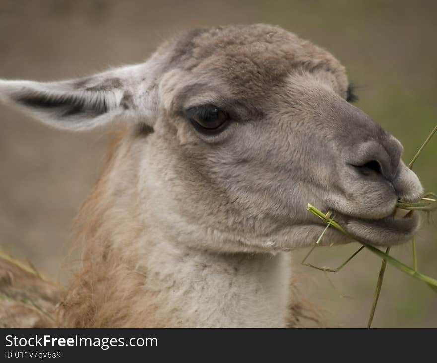 A close up of a lama’s head