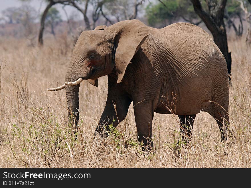 Eliphant In Tarangire N.P.