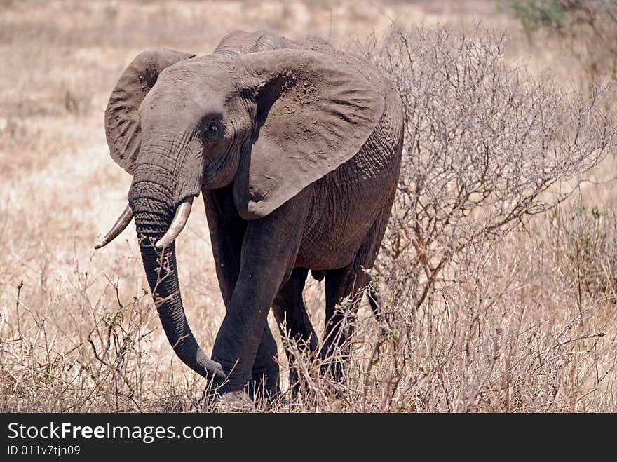 Eliphant In Tarangire N.P.