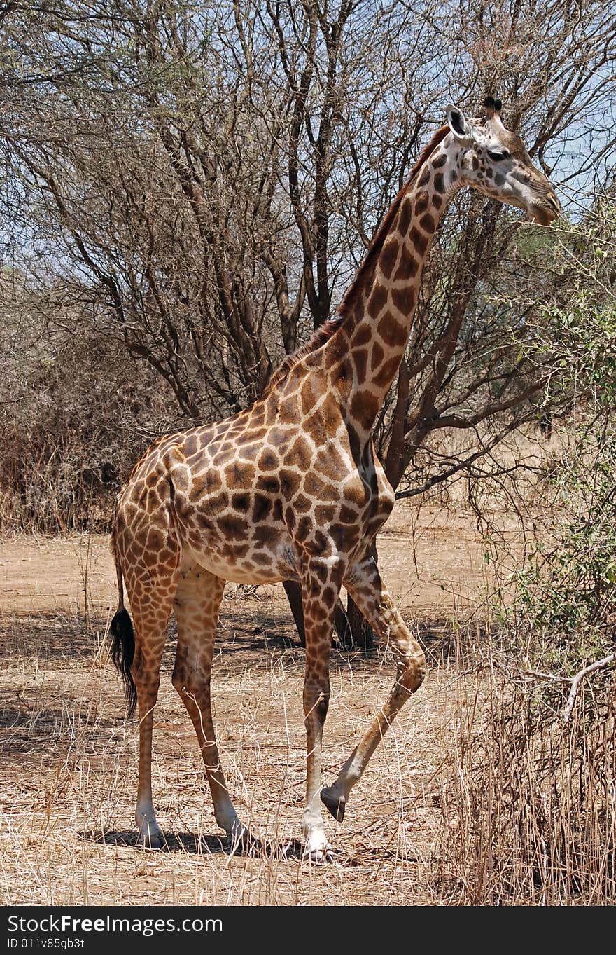 Giraffe Lifting Its Leg