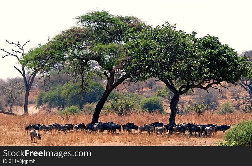 Gnoes under trees in Tarangire National Park in Tanzania