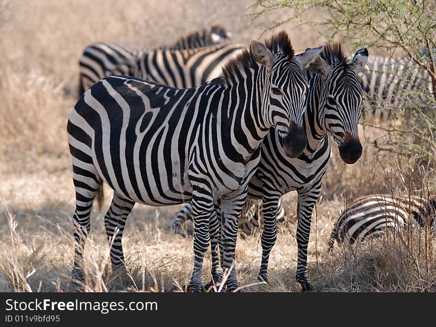 Two Zebras