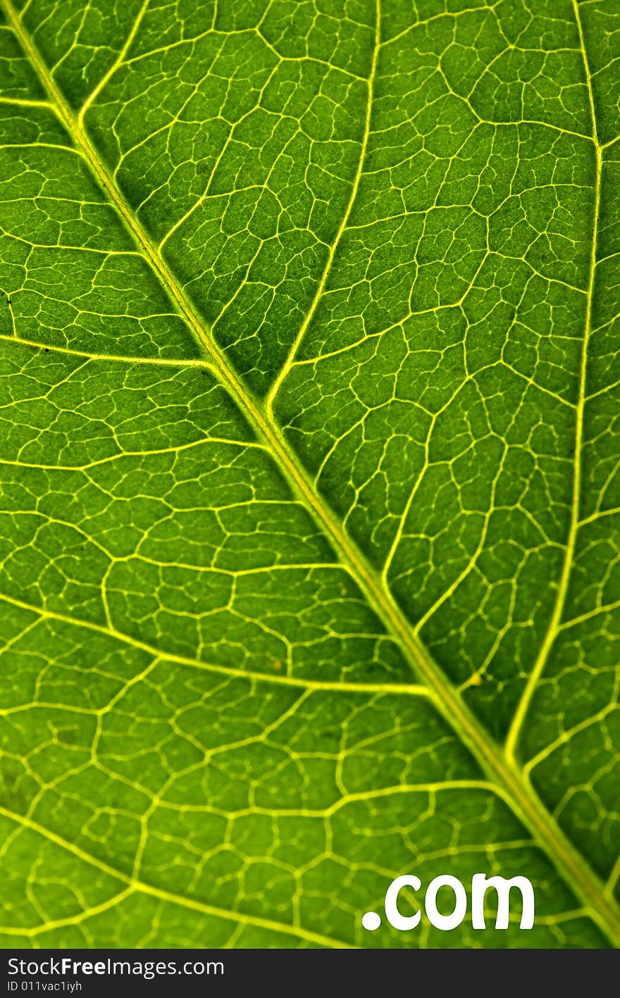 Green leaf texture with com sign. Green leaf texture with com sign