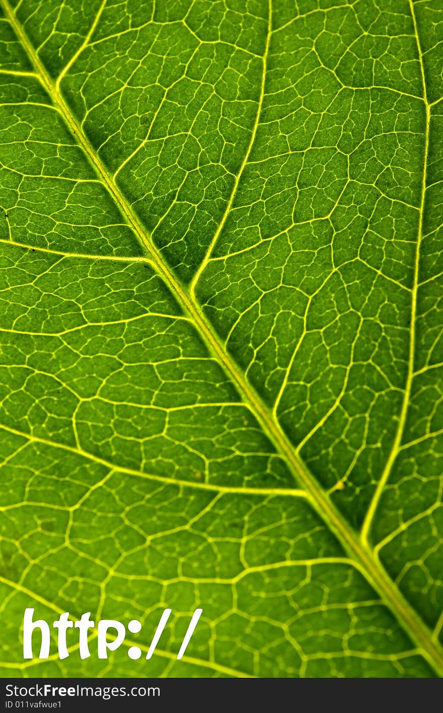 Green leaf texture with http:// sign. Green leaf texture with http:// sign