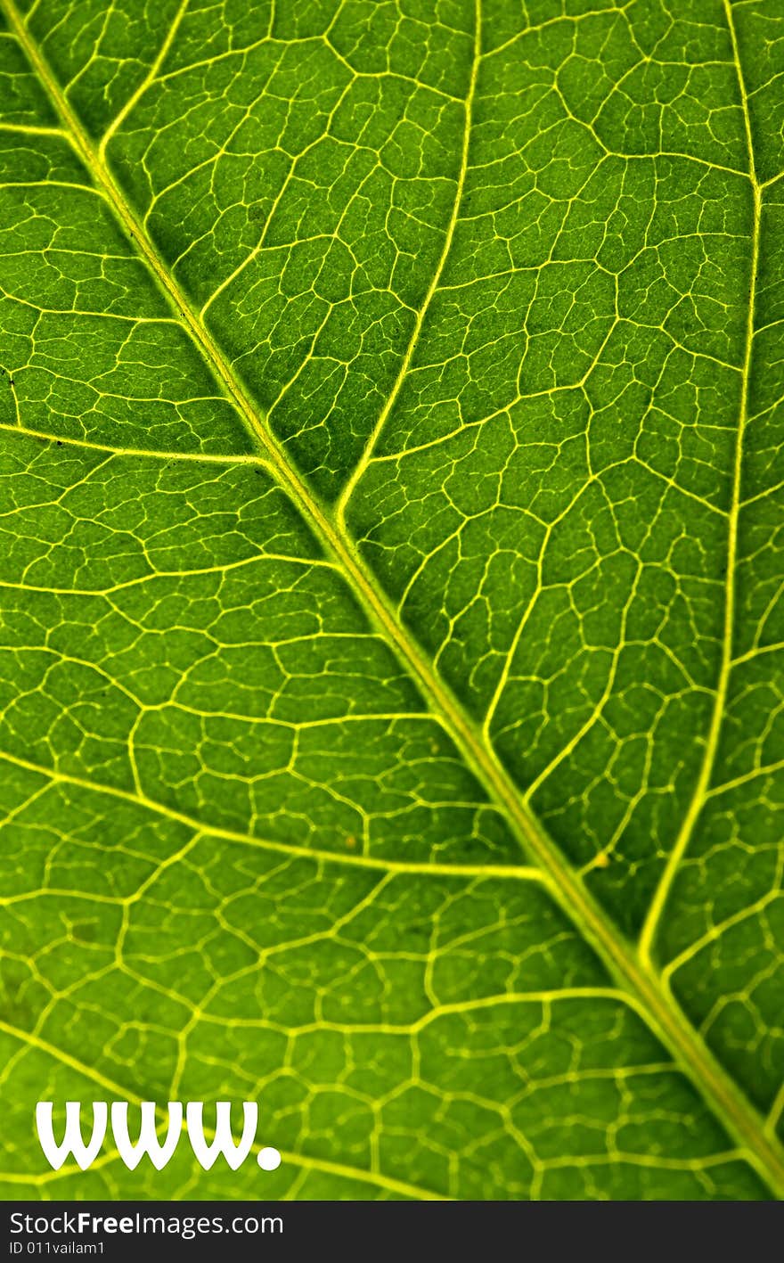 Green leaf texture with www sign. Green leaf texture with www sign