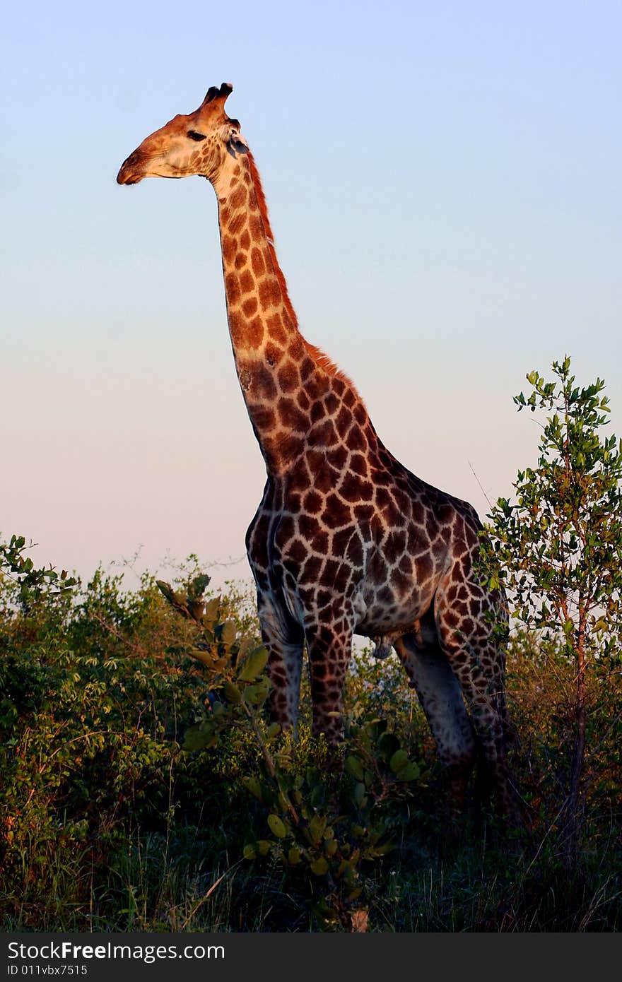 Giraffe in the wild