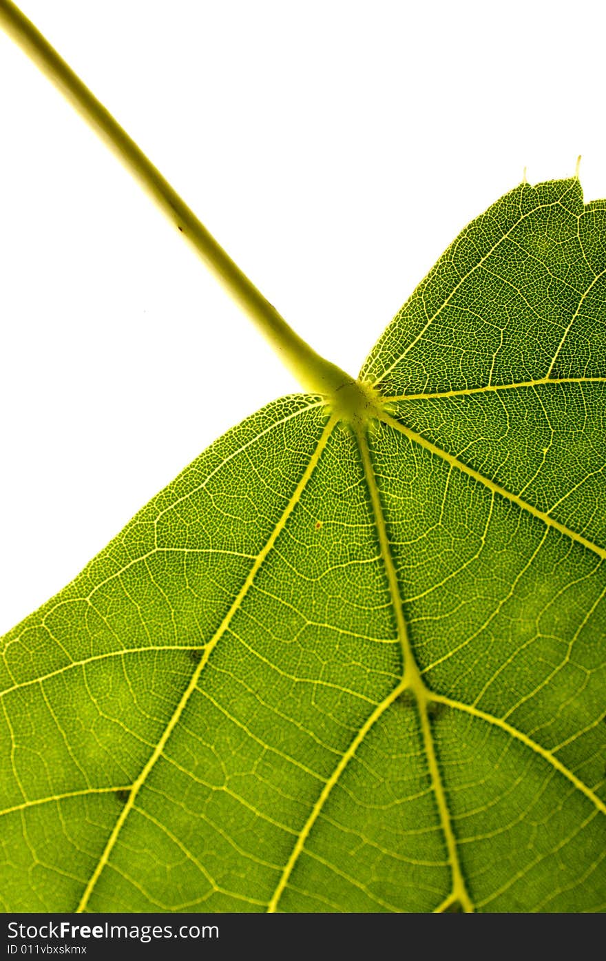 Green leaf on shiny background. Green leaf on shiny background