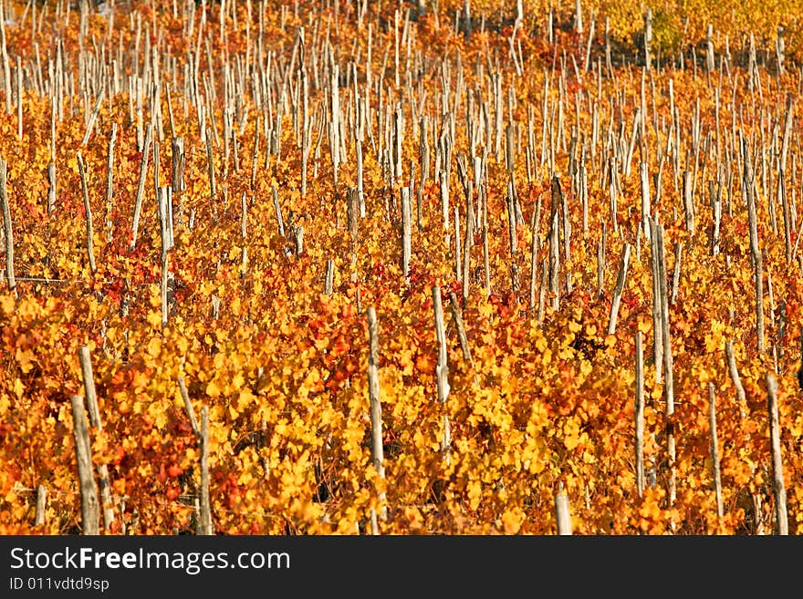 Vineyards in Piedmont near Turin