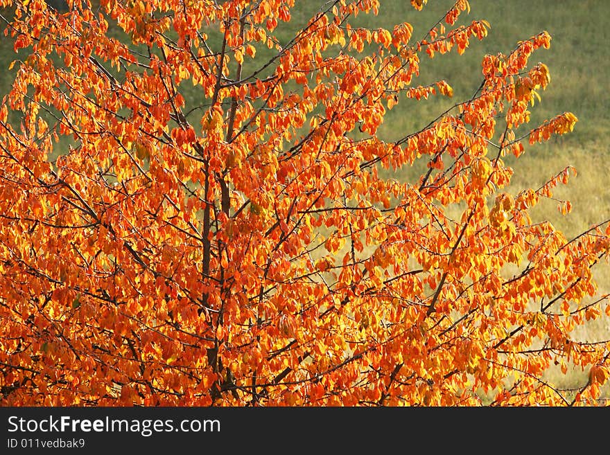 A tree in the month of november. A tree in the month of november