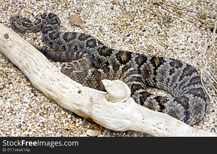 View of rattlesnake un the sand. View of rattlesnake un the sand