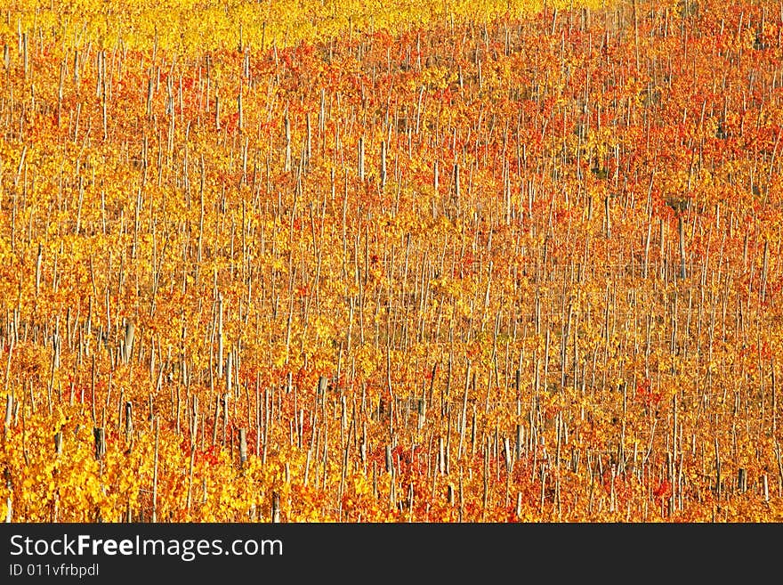 Vineyards in Piedmont near Turin