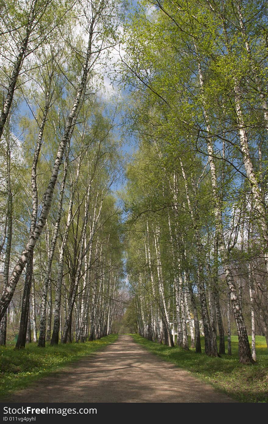 Alley in park with birch trees and blue sky. Alley in park with birch trees and blue sky