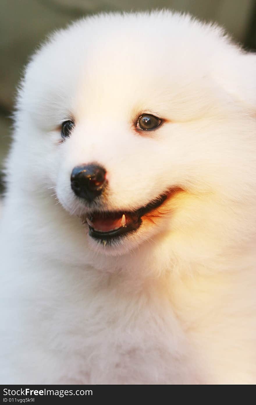 White puppy in the park with smiling face. White puppy in the park with smiling face