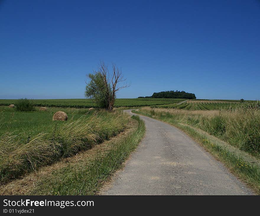 Country road in the région of Bordeaux (france)