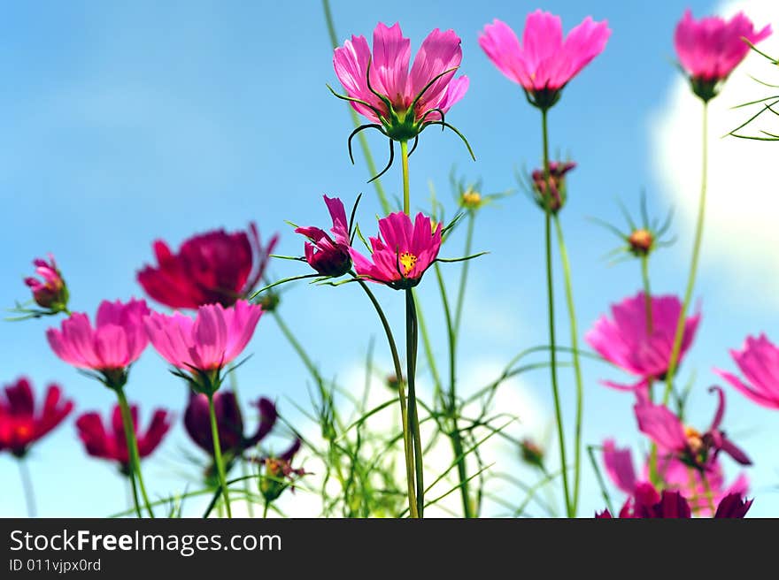 Blue sky and small pink flowers for a summer atmosphere. Blue sky and small pink flowers for a summer atmosphere