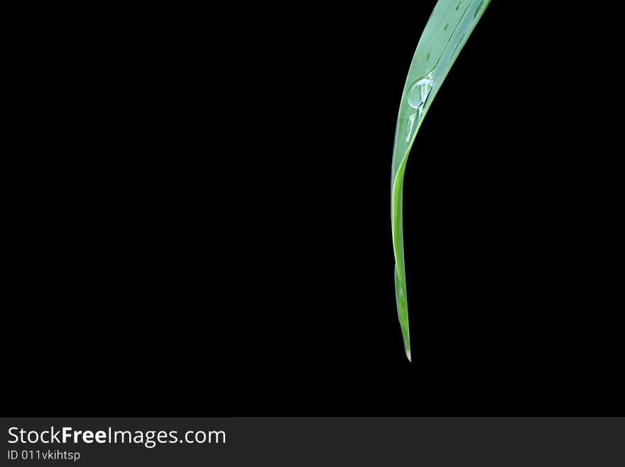 Detailed greenish leaf - macro shot - 
leaves in evening.
there is the water that a leaf