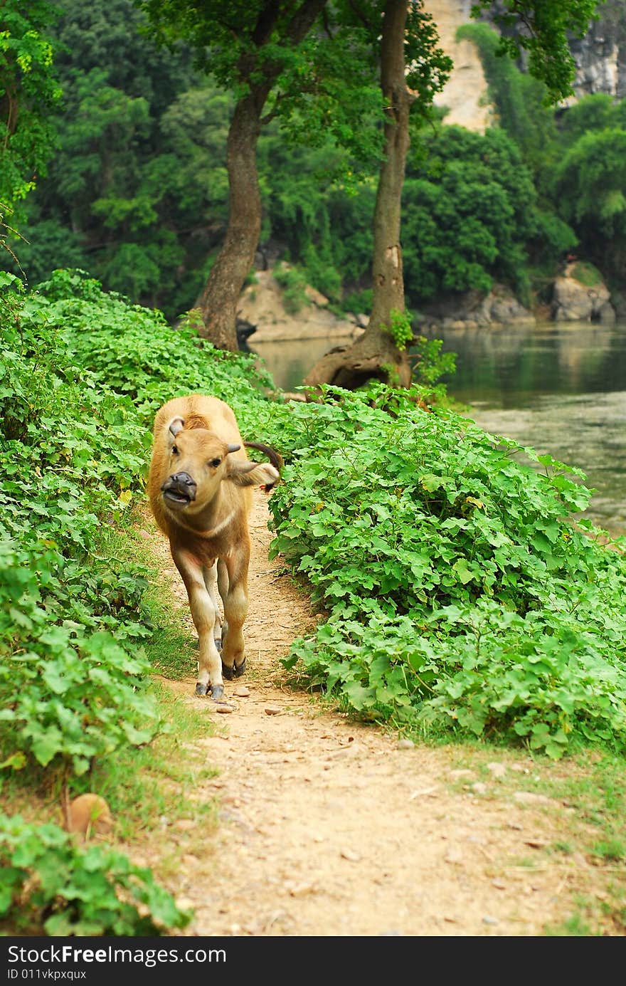 A slient afternoon, a calf is wandering on the way along the river. A slient afternoon, a calf is wandering on the way along the river