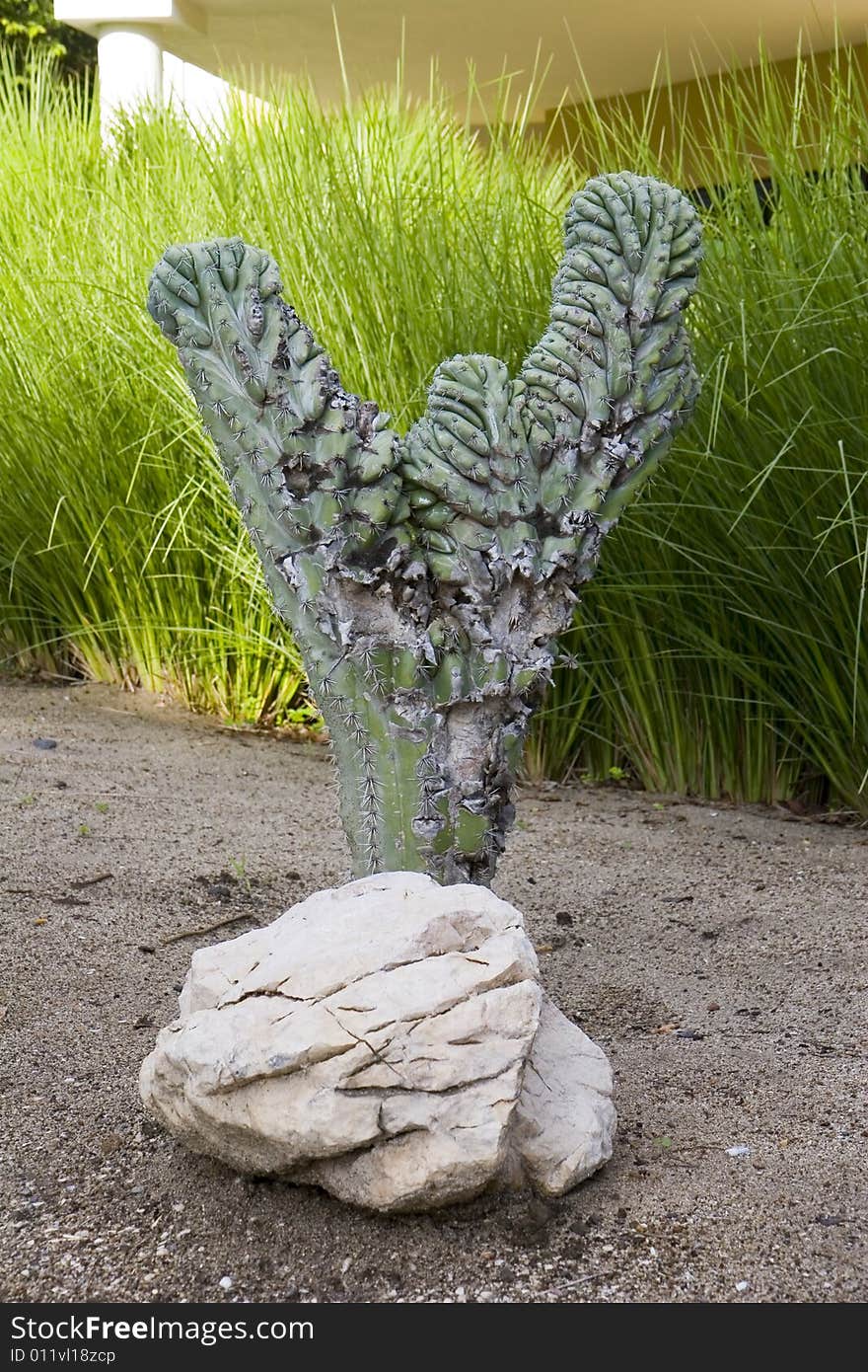 Cactus and Rocks