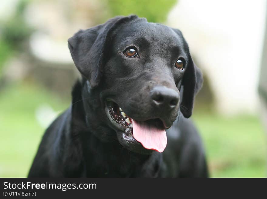 A black labrador retreiver with his smile. A black labrador retreiver with his smile