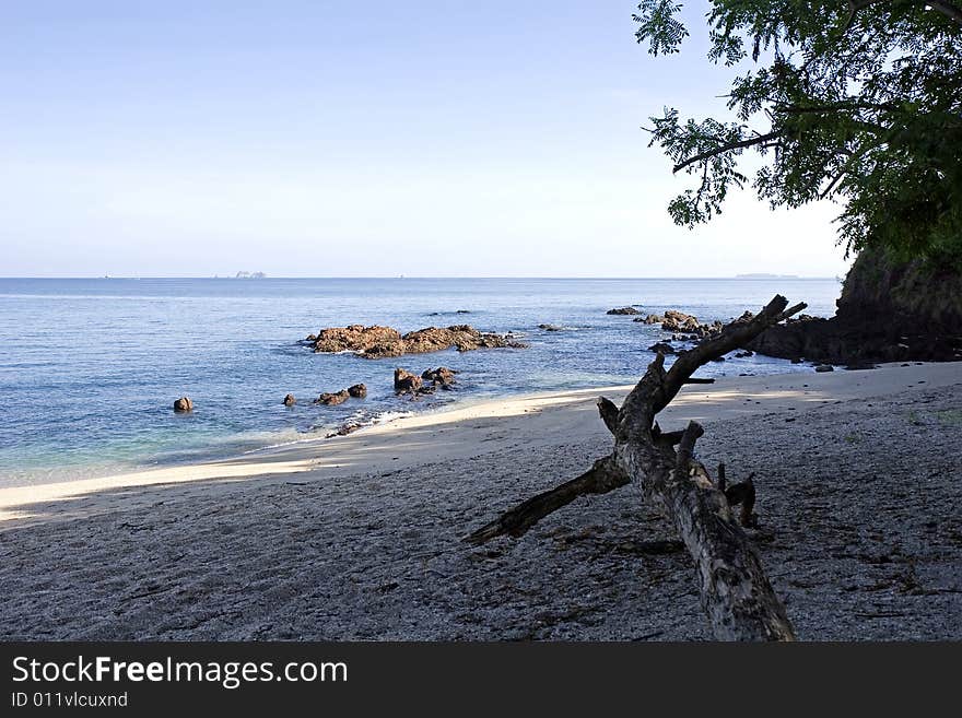 Driftwood on Shady Beach