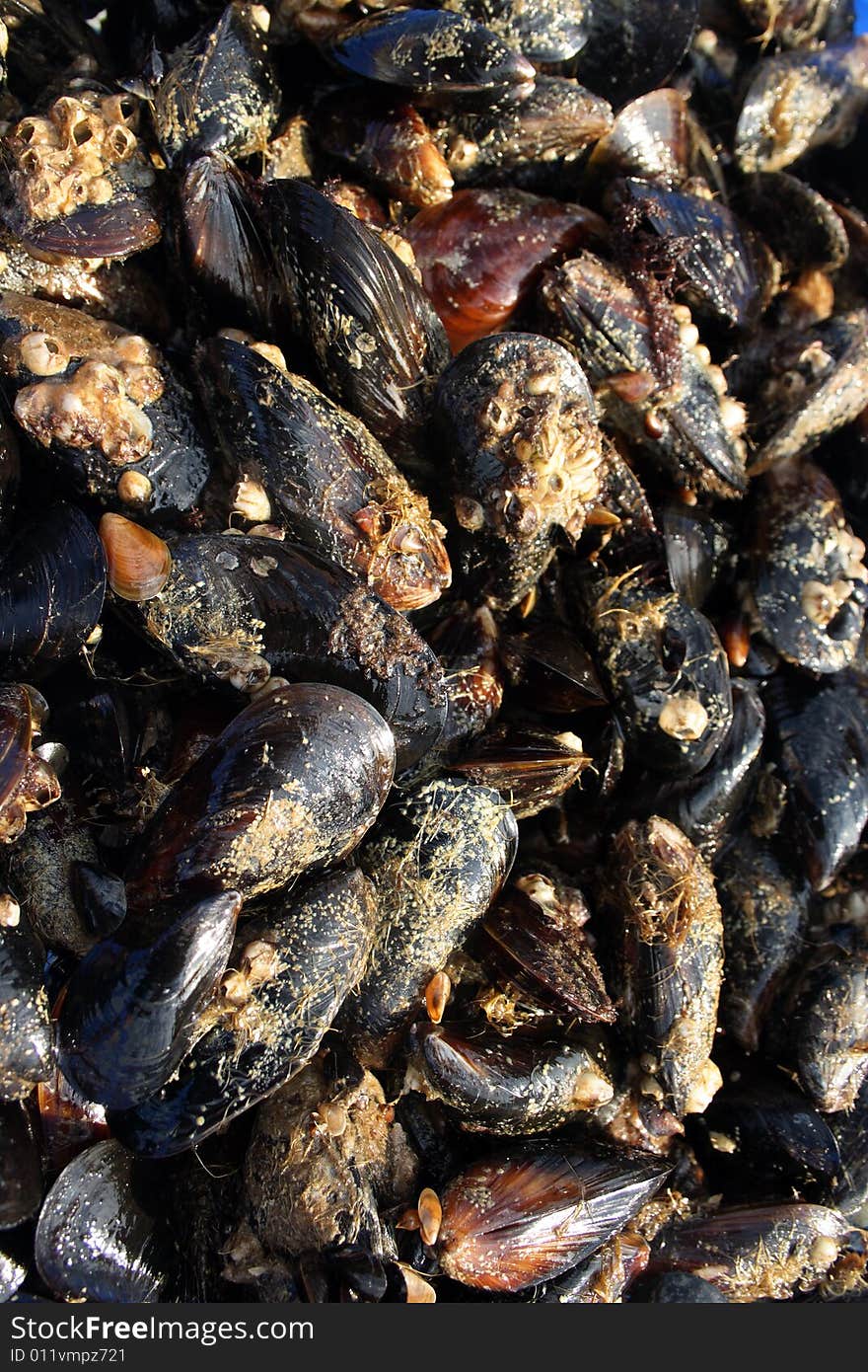 Mussels