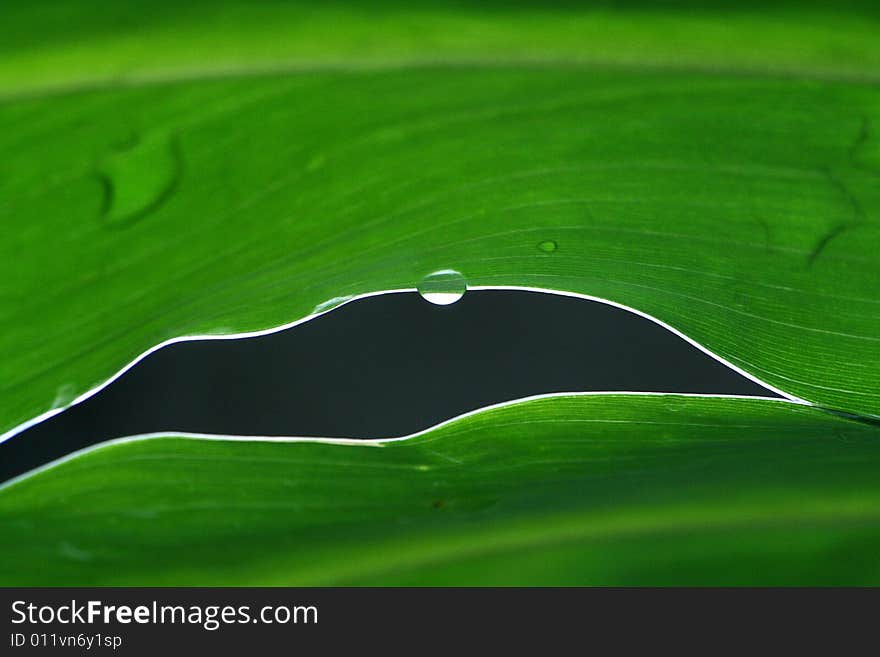 Detailed greenish leaf - macro shot - leaves in evening.there is the water that a leaf