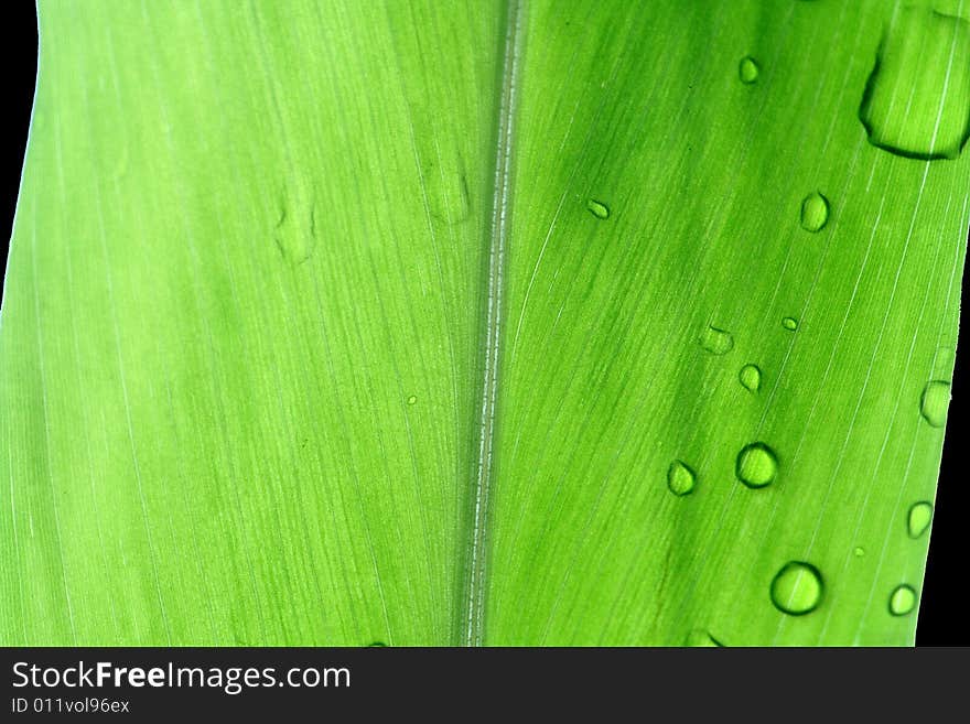 Detailed greenish leaf - macro shot - leaves in evening.there is the water that a leaf