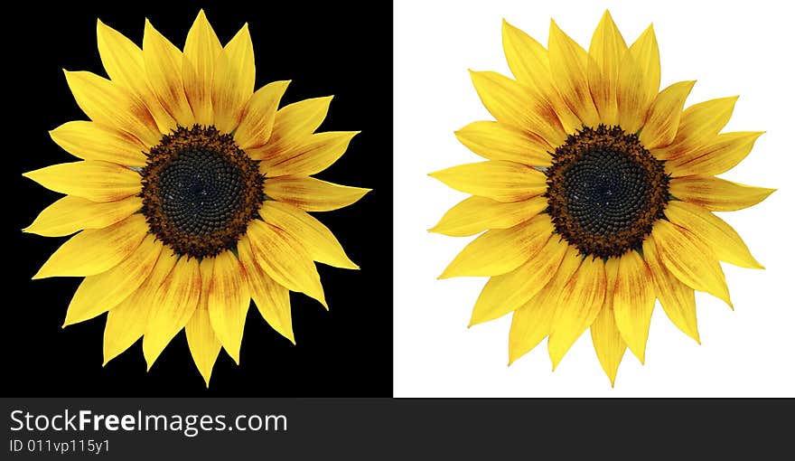 Sunflower isolated on a white and on a black background. Sunflower isolated on a white and on a black background