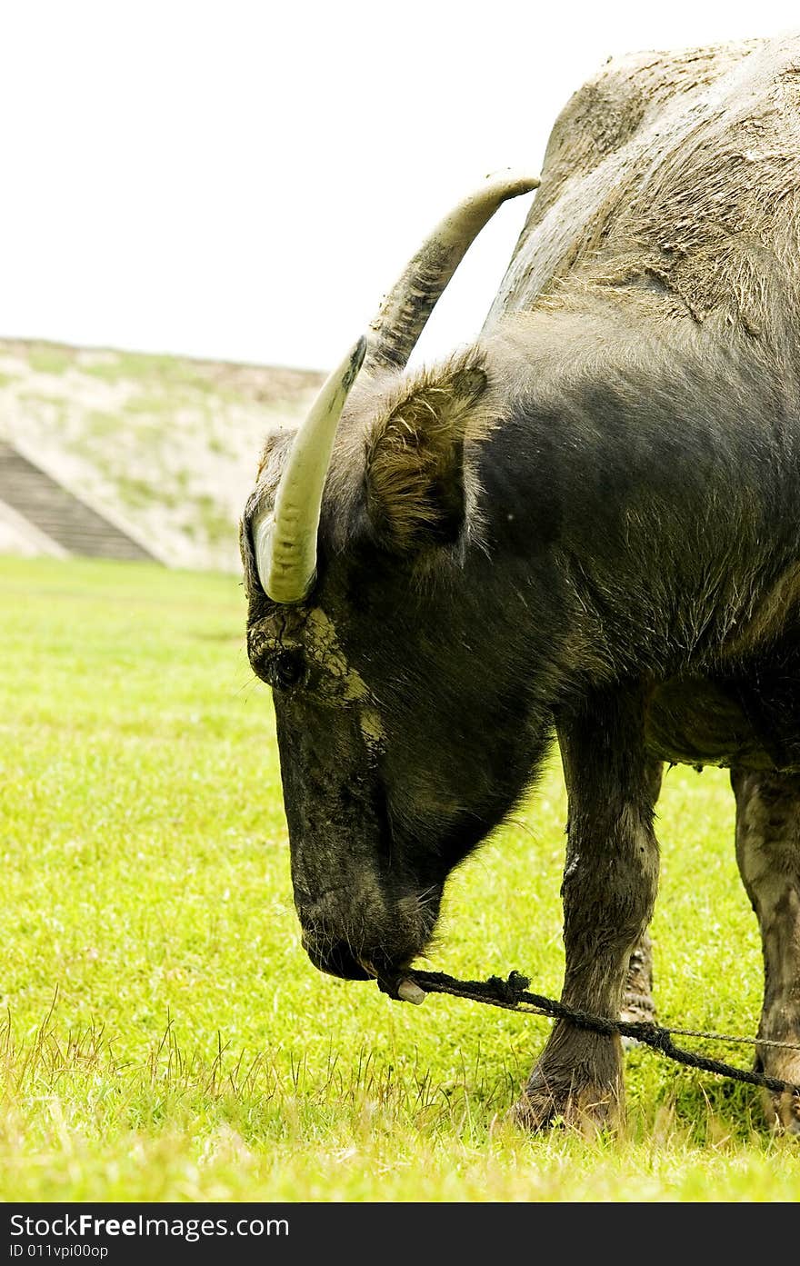 The water buffalo at the meadow