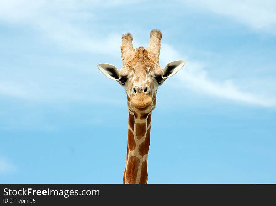 Close up of giraffe staring at camera