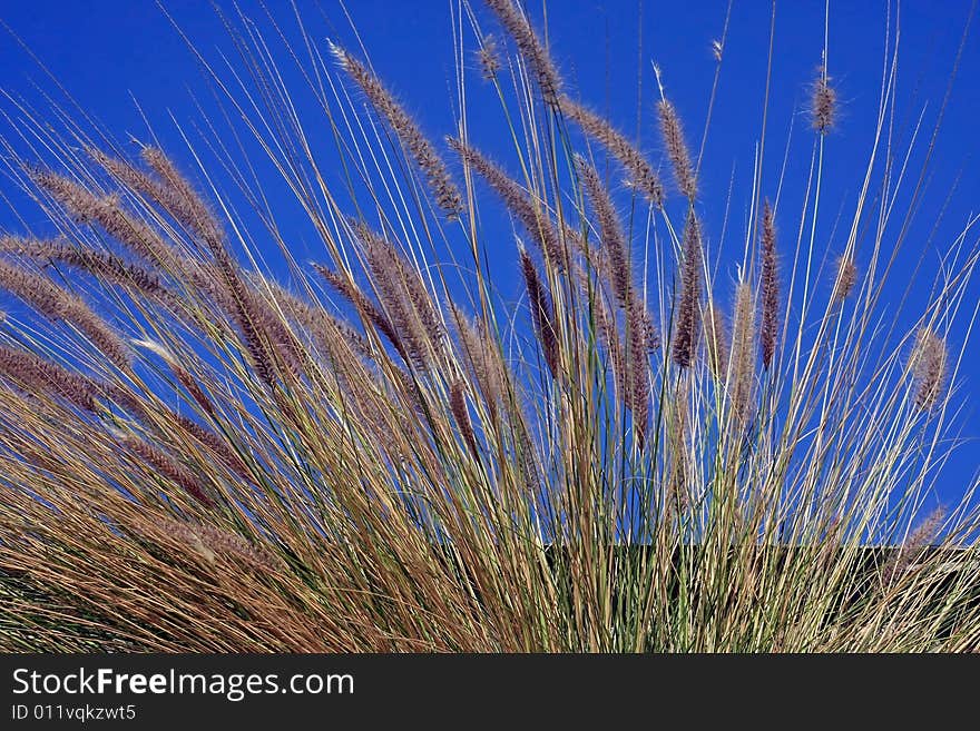 Grass in front of a Blue Sky