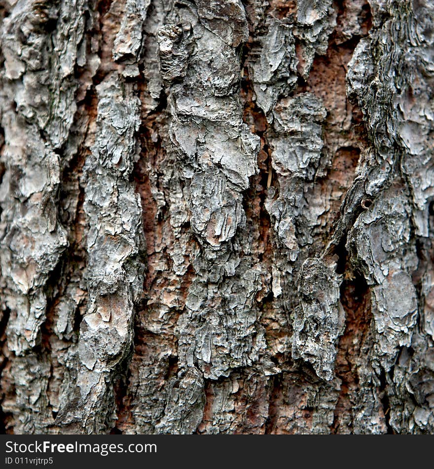 Close view of a pine bark