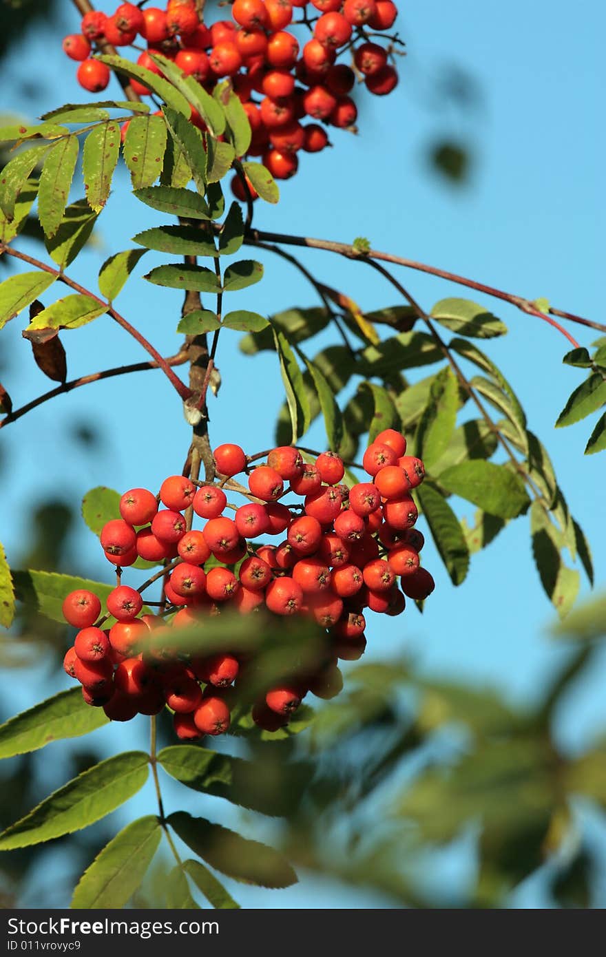 A lot of rowan berries against the sky. A lot of rowan berries against the sky