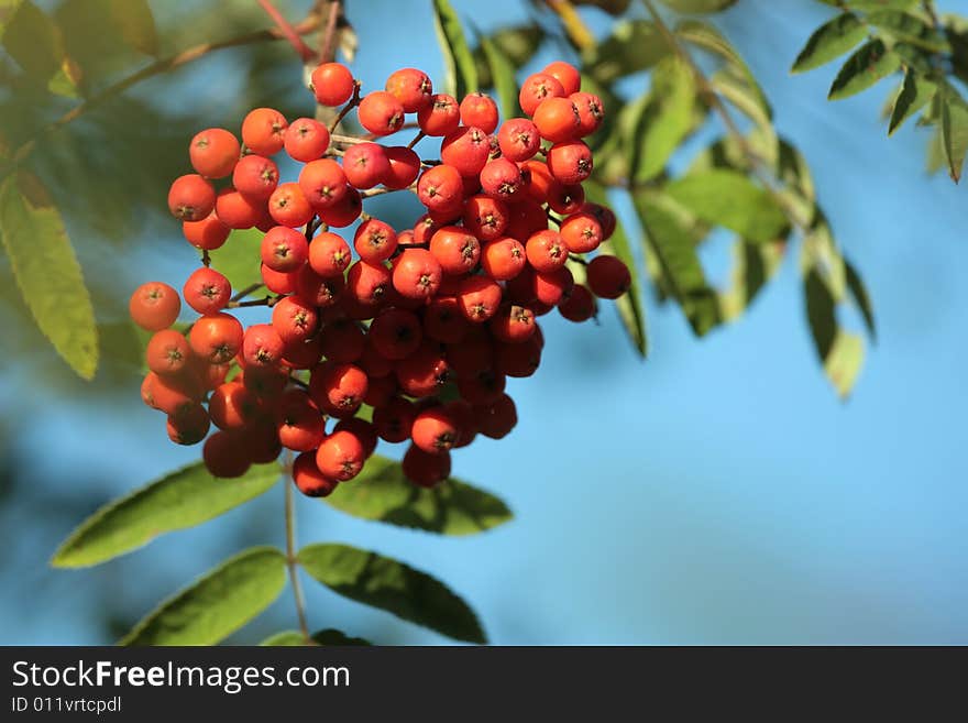 A lot of rowan berries against the sky. A lot of rowan berries against the sky