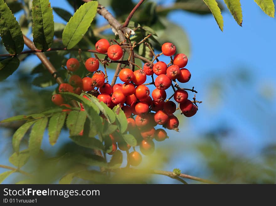 A lot of rowan berries against the sky. A lot of rowan berries against the sky