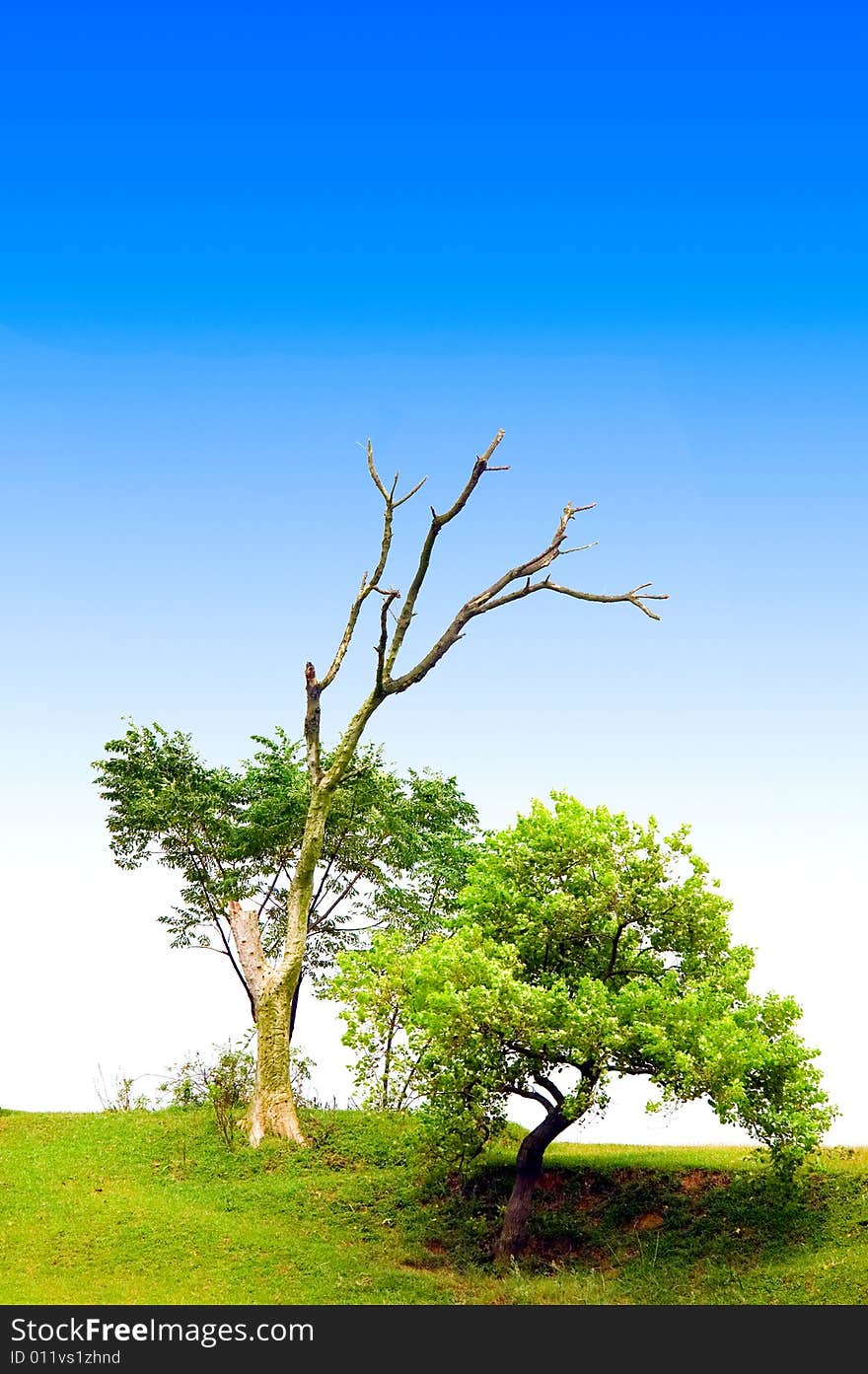 The tree with the blue sky background. The tree with the blue sky background