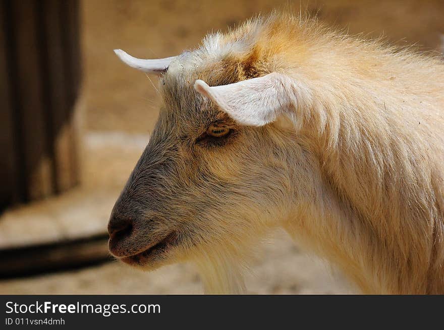 Portrait of a White Goat. Portrait of a White Goat