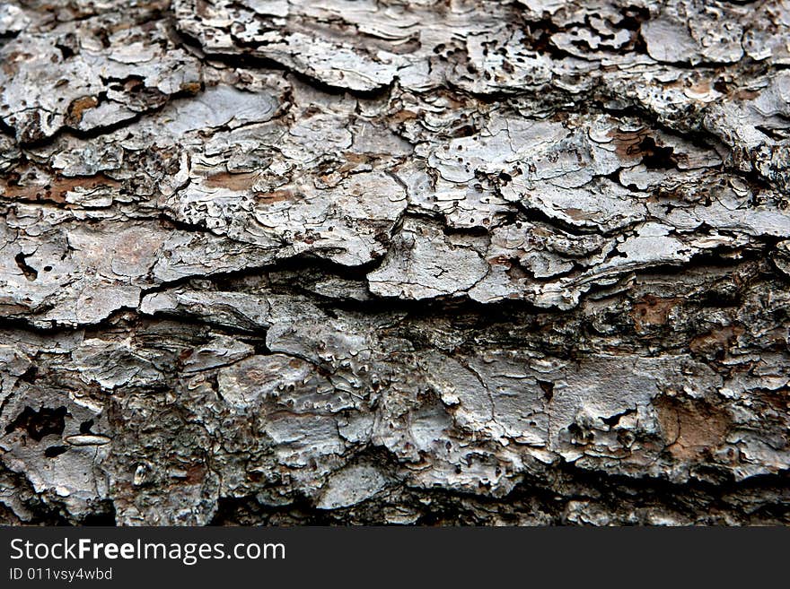 Close view of a pine bark