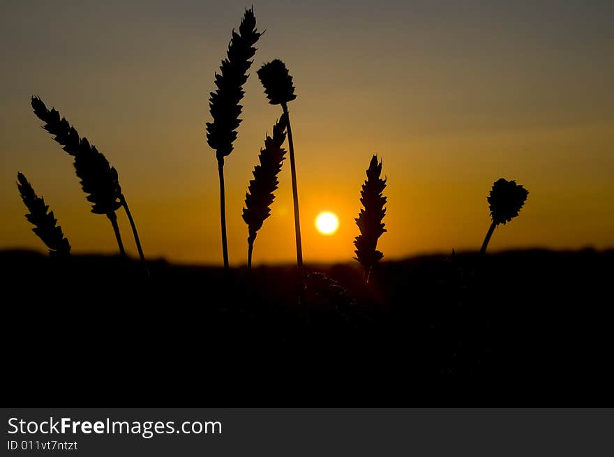 An evening in summer with nice sunset