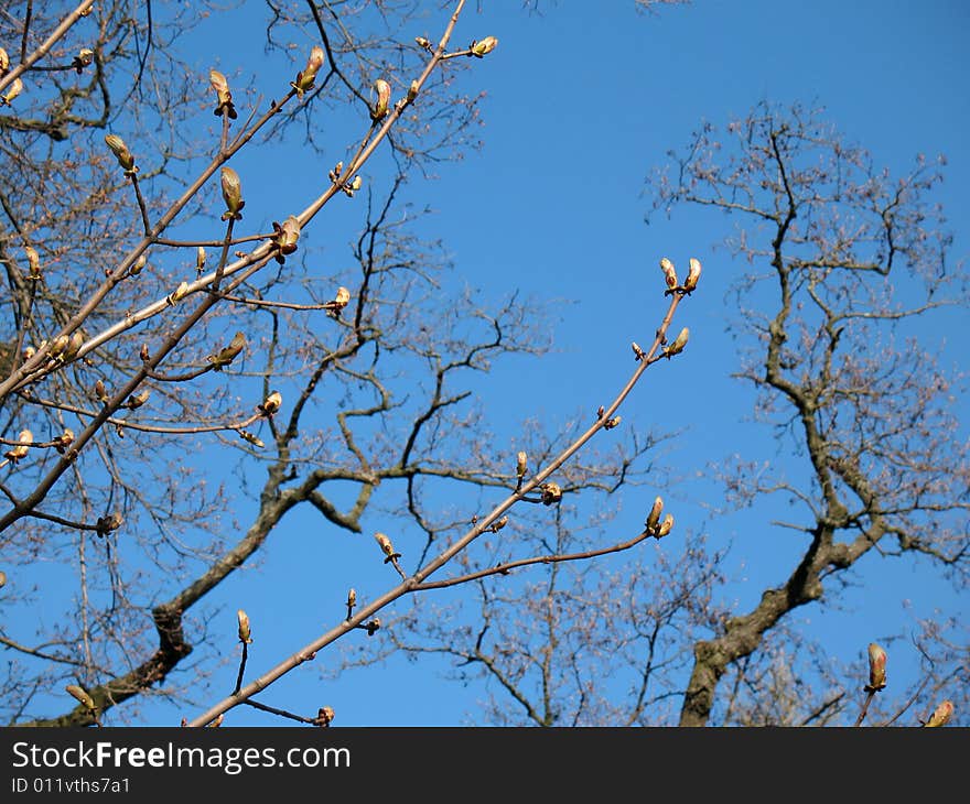 Branches blue sky spring tree